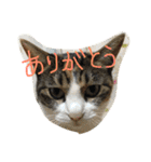 金子ペッズ（個別スタンプ：22）