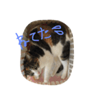 金子ペッズ（個別スタンプ：25）