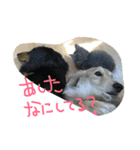 金子ペッズ（個別スタンプ：29）