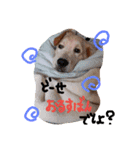 バルしあワールド（個別スタンプ：3）