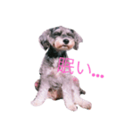 赤いパンツのMシュナ（個別スタンプ：4）