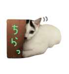 まゆげなもち猫（個別スタンプ：2）