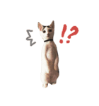 まゆげなもち猫（個別スタンプ：3）
