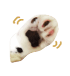 まゆげなもち猫（個別スタンプ：4）