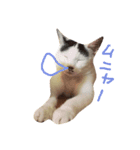 まゆげなもち猫（個別スタンプ：5）
