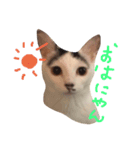 まゆげなもち猫（個別スタンプ：6）