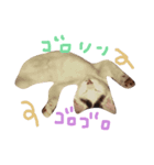 まゆげなもち猫（個別スタンプ：8）