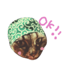 ティラミス猫（個別スタンプ：1）