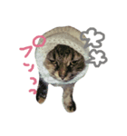 ティラミス猫（個別スタンプ：3）