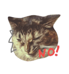 ティラミス猫（個別スタンプ：6）