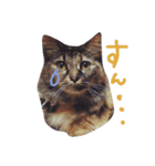 ティラミス猫（個別スタンプ：7）