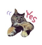 ティラミス猫（個別スタンプ：8）