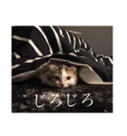 スコティッシュフォールドのシェルちゃん。（個別スタンプ：3）