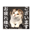 スコティッシュフォールドのシェルちゃん。（個別スタンプ：7）