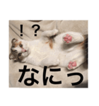 スコティッシュフォールドのシェルちゃん。（個別スタンプ：10）