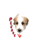 Jack Russell didi（個別スタンプ：1）