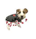 Jack Russell didi（個別スタンプ：2）