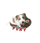 Jack Russell didi（個別スタンプ：3）