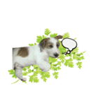 Jack Russell didi（個別スタンプ：4）
