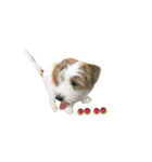 Jack Russell didi（個別スタンプ：5）