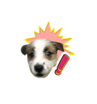 Jack Russell didi（個別スタンプ：6）
