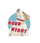 Jack Russell didi（個別スタンプ：7）
