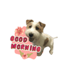 Jack Russell didi（個別スタンプ：9）