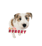 Jack Russell didi（個別スタンプ：10）