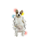 Jack Russell didi（個別スタンプ：12）