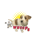 Jack Russell didi（個別スタンプ：13）