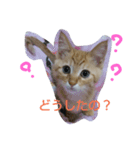 ねこですが、にゃにか？？（個別スタンプ：1）