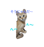 ねこですが、にゃにか？？（個別スタンプ：2）