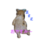 ねこですが、にゃにか？？（個別スタンプ：3）