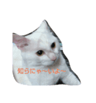 ねこですが、にゃにか？？（個別スタンプ：5）