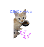 ねこですが、にゃにか？？（個別スタンプ：6）