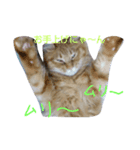 ねこですが、にゃにか？？（個別スタンプ：7）