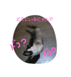 ねこですが、にゃにか？？（個別スタンプ：8）