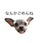 つぶやきイヌ（個別スタンプ：1）