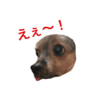 つぶやきイヌ（個別スタンプ：5）