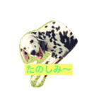アビポン（個別スタンプ：16）