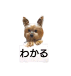 モジャワンスタンプ2（個別スタンプ：13）