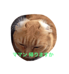 かわいいデブ猫はなちゃん（個別スタンプ：1）