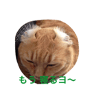 かわいいデブ猫はなちゃん（個別スタンプ：2）