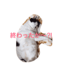 かわいいデブ猫はなちゃん（個別スタンプ：3）