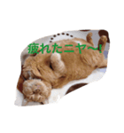 かわいいデブ猫はなちゃん（個別スタンプ：4）