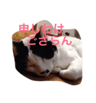 かわいいデブ猫はなちゃん（個別スタンプ：8）