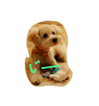 トイプードル犬のシュクレ（個別スタンプ：1）