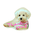 トイプードル犬のシュクレ（個別スタンプ：2）
