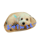トイプードル犬のシュクレ（個別スタンプ：4）