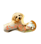 トイプードル犬のシュクレ（個別スタンプ：5）